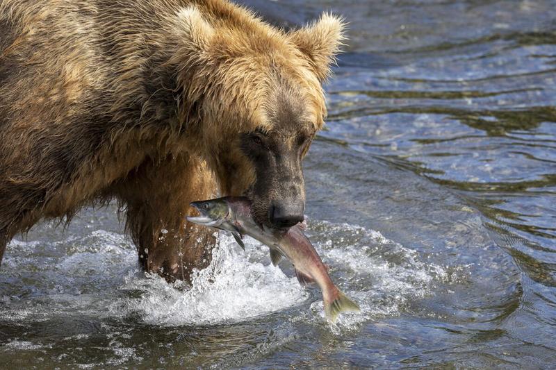 Bears Aren’t the Only Thing to Fear in Alaska