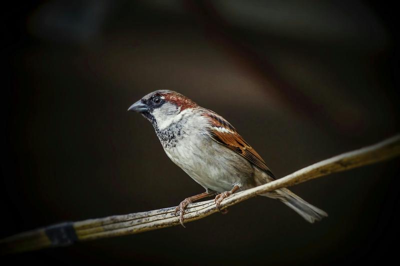 The canary in the concrete jungle: how polluted towns make sparrows frail, anxious and old before their time