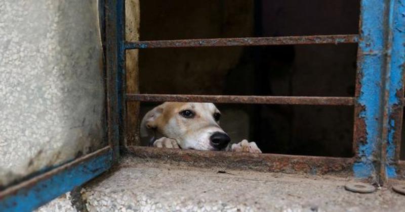 Mumbai had a street dog issue. Then it didn’t