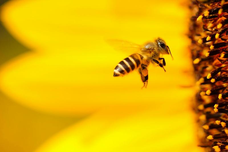 From bees doing maths to fish driving cars: teaching animals irrelevant skills can help unlock the secrets of cognition – podcast