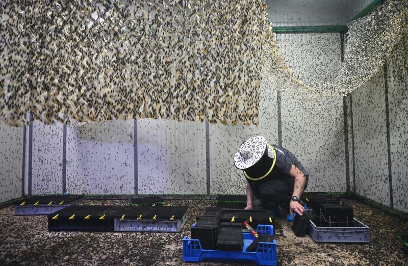 Genomics can help insect farmers avoid pitfalls of domestication