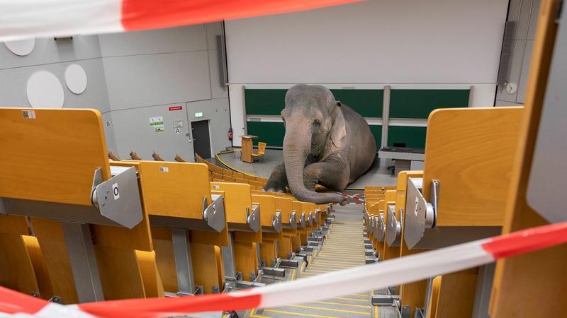 Akademia | Deutschlands Universitäten haben Angst vor echtem Diskurs zu Gaza- und Ukraine-Krieg