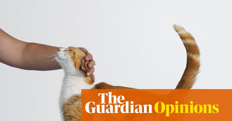 Renting has robbed me of precious cat years. So I’ve turned to pet sitting to fill the void