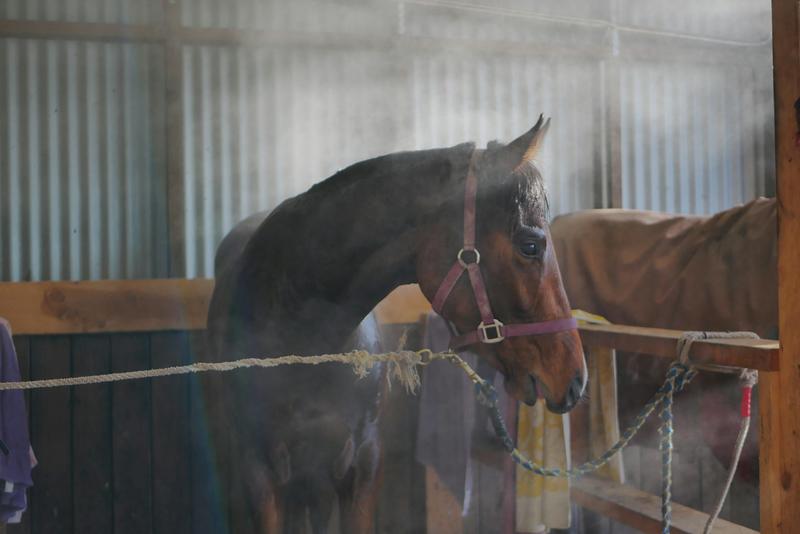 Why racehorses might hold the key to saving human lives