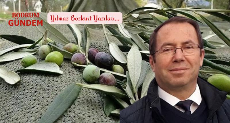 Zeytinime Dokunma