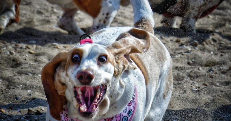 Festival of basset hounds to welcome hundreds of dogs to Norfolk beach