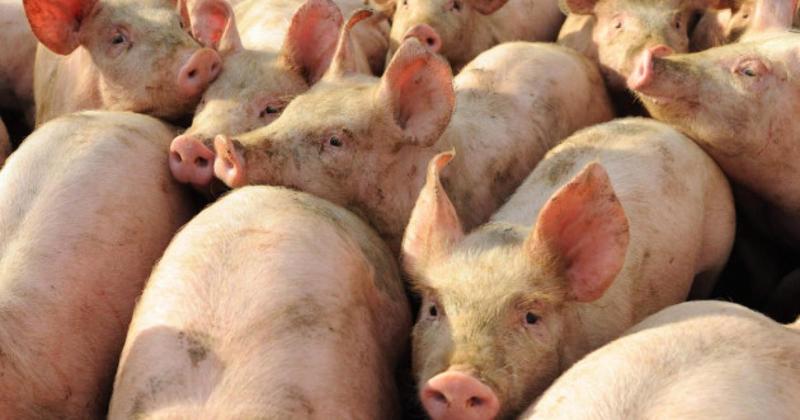 Farm leaders welcome new 'fair dealing' regulations for pork supply chain