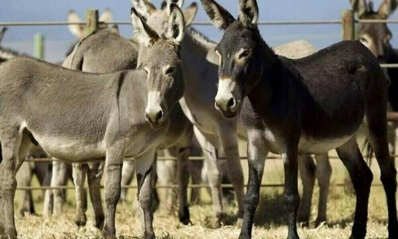 Establishing and regulating donkey business