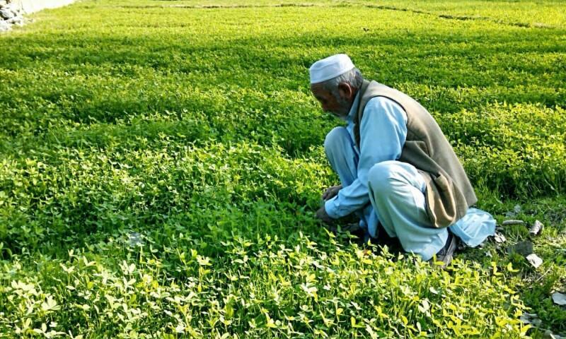 Govt mulls action as fertiliser prices strain farmers