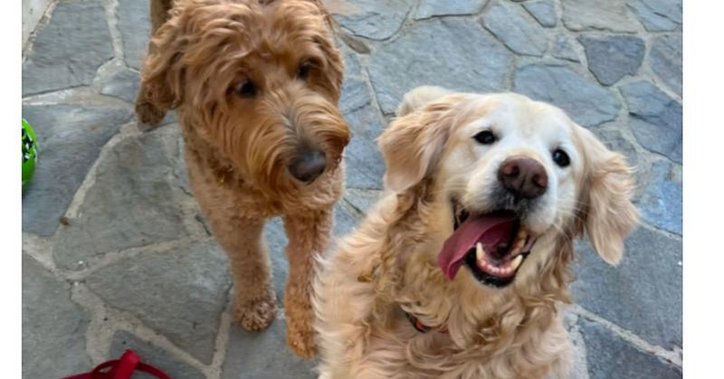How Did My Dog Make It Through Evolution?