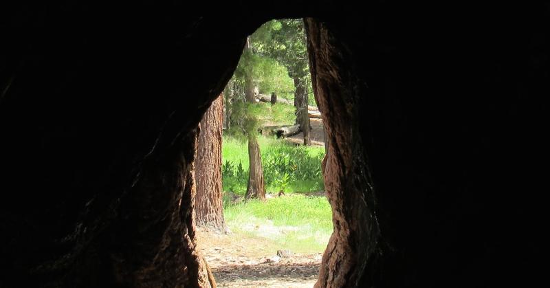Cultivating the Inner Observer