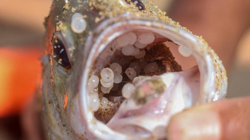 Fische voller Plastik: Dieses Schiffsunglück zeigt, wie dringend das UN-Abkommen ist