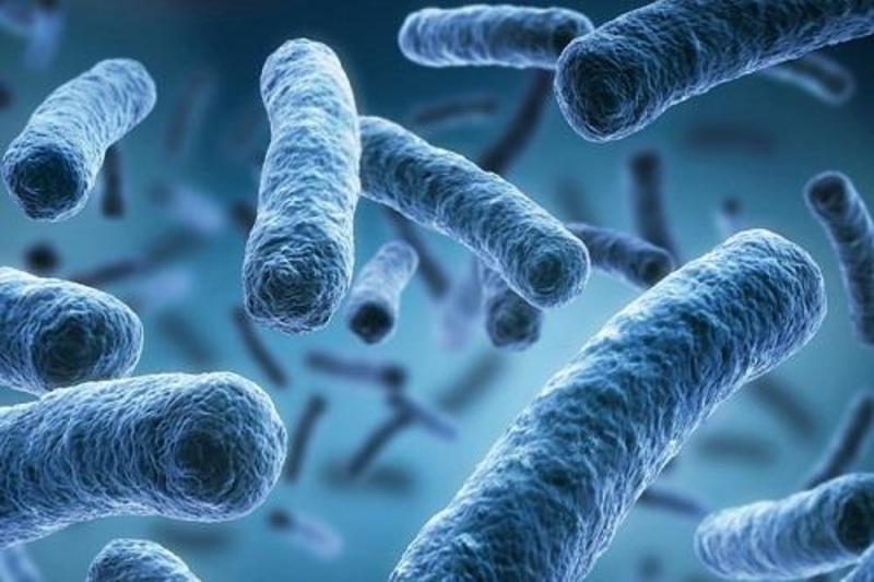 Cos’è l’infezione da Listeria, il batterio che si diffonde attraverso il cibo: sintomi e cura /
