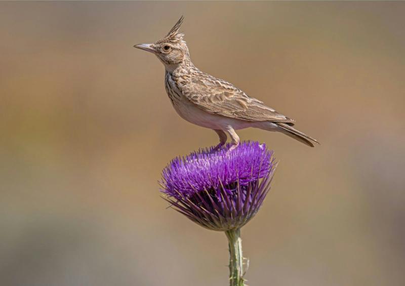 Iran’s nature is under threat - here’s how better environmental stewardship can save it