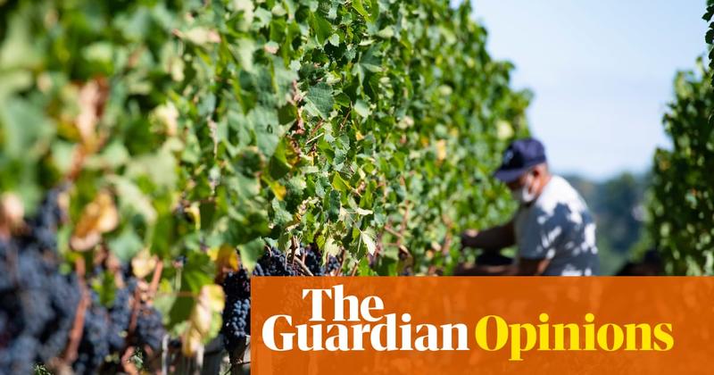 The Guardian view on France’s wine crisis: the answer to claret could be clairet