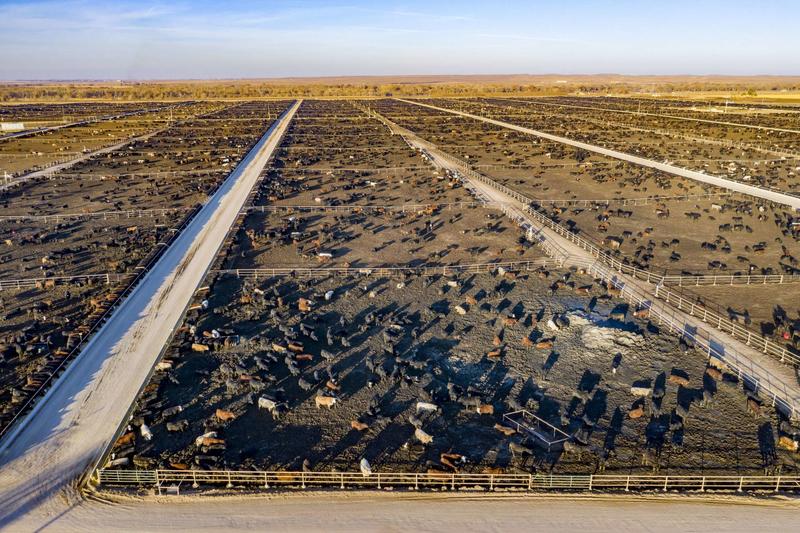 Latinx Communities Face Disproportionate Health Impacts From Factory Farming