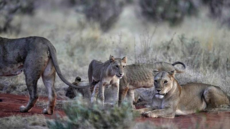 Bedrohte Tierarten: Erfolgreich Löwen schützen