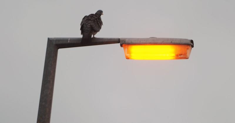 'Burglaries soar' after lights go out plea to ‘find other ways to save money’