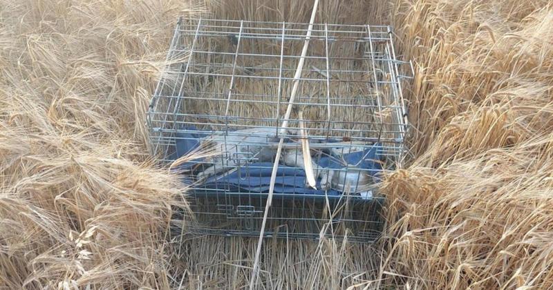 Investigations ongoing after dog found dead inside crate