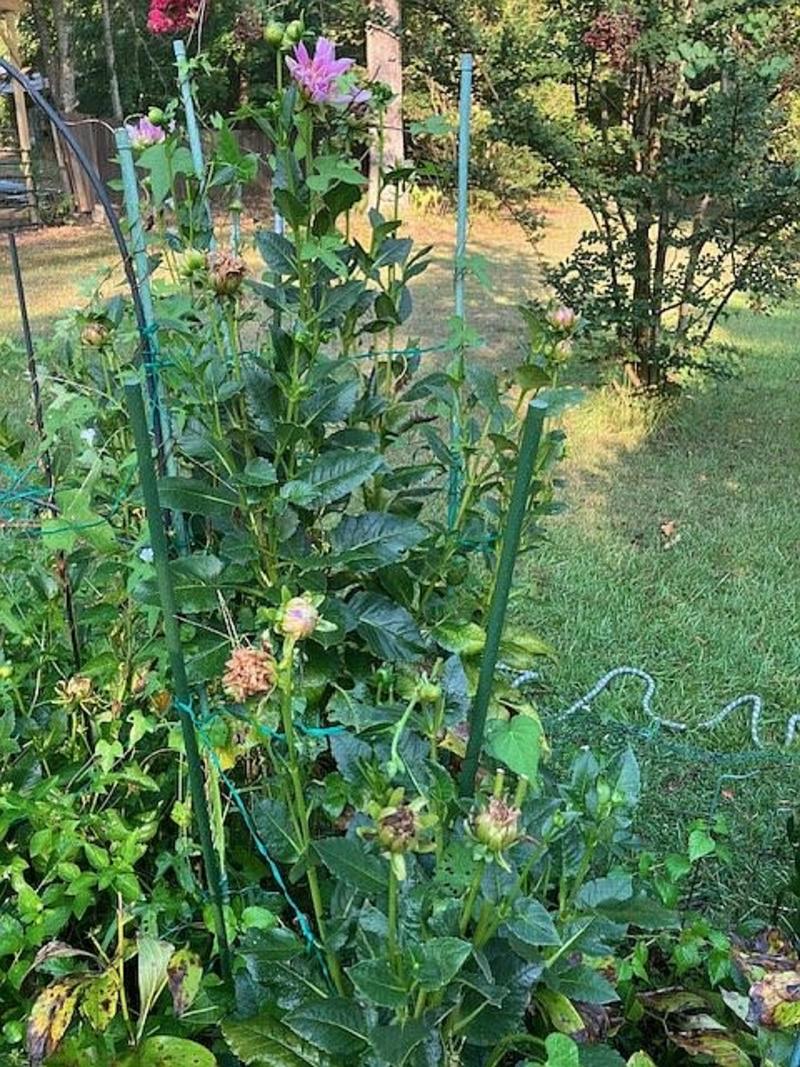 IN THE GARDEN: