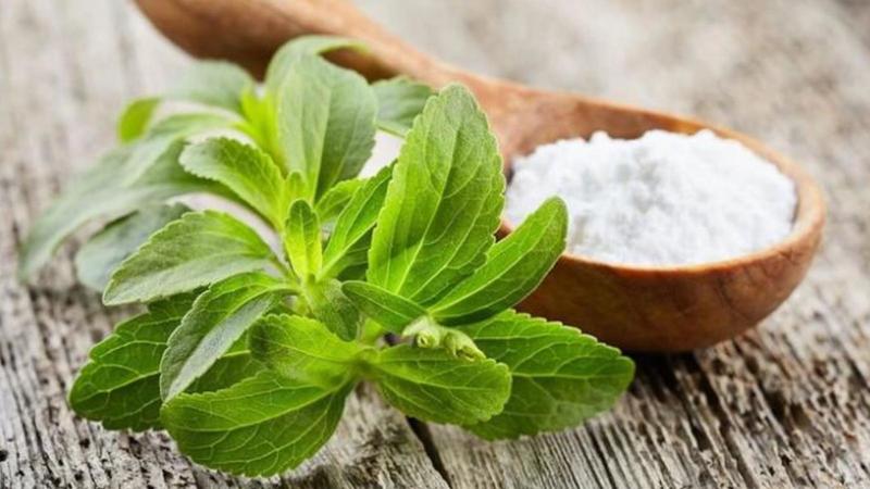 Stevia fermentata e il ‘suicidio’ delle cellule tumorali: la sorprendente scoperta degli scienziati