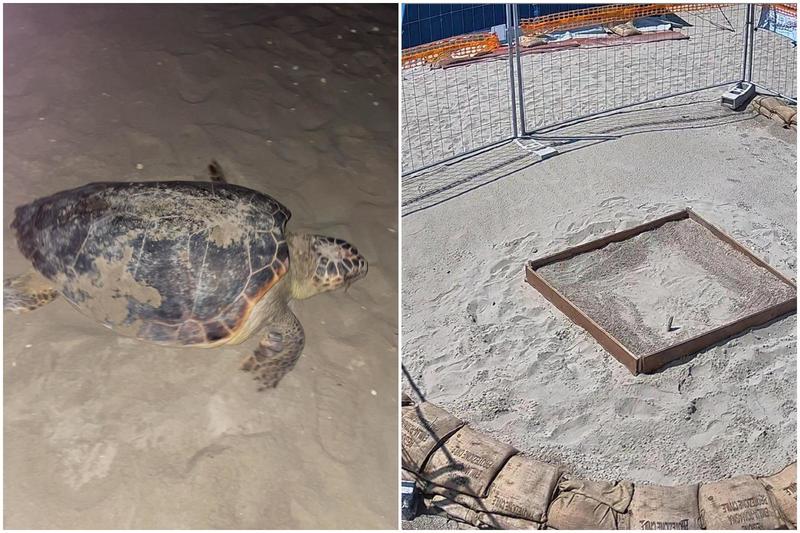 Quando nascono le tartarughe a Riccione, le previsioni degli esperti