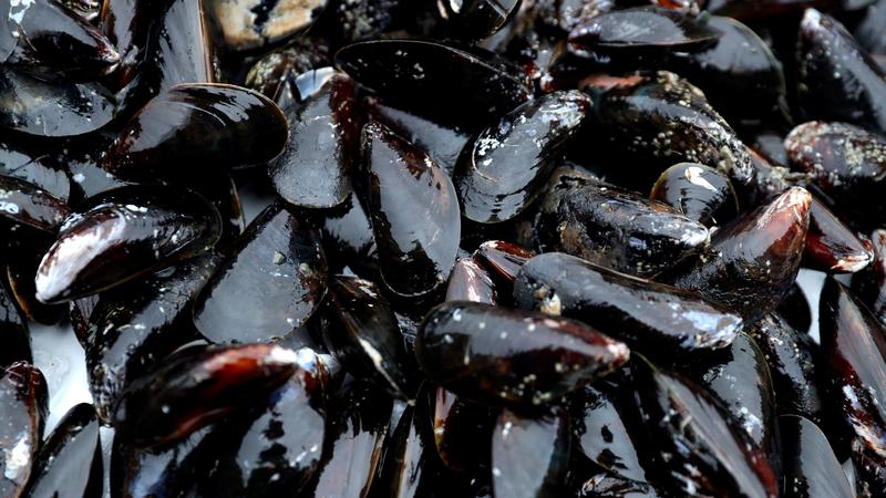 Kan blåskjell redde Oslofjorden?