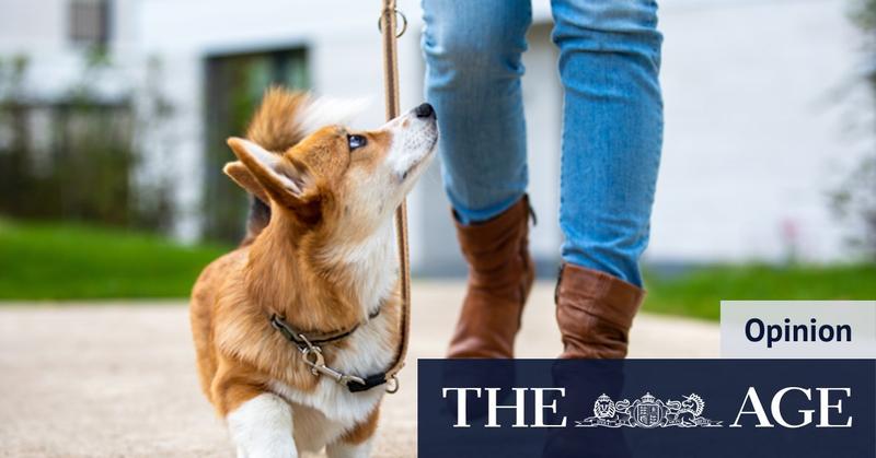 When it comes to teaching dogs or humans, patience is key