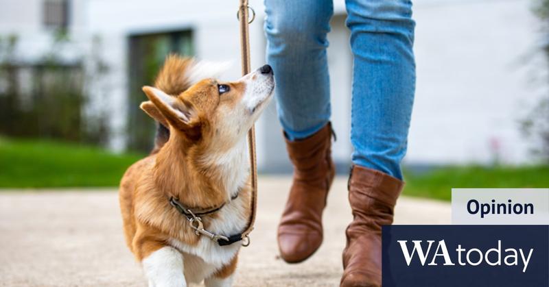 When it comes to teaching dogs or humans, patience is key