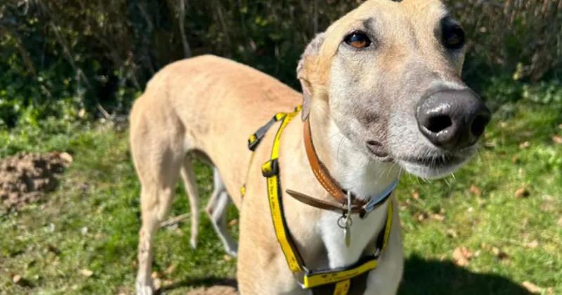 Ex-racing dog in need of forever home after months at rescue centre
