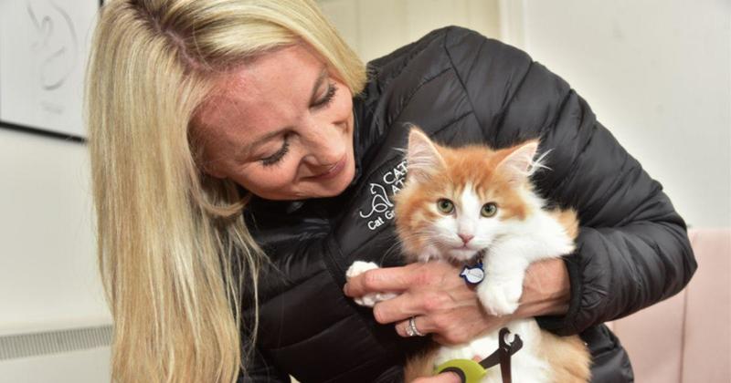 Luxury cat spa opening new branch in Norwich