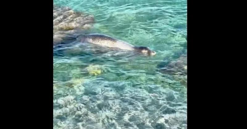 Σύμη: Φώκια κολυμπά δίπλα σε λουόμενους στα καταγάλανα νερά στην παραλία Μαραθούντας