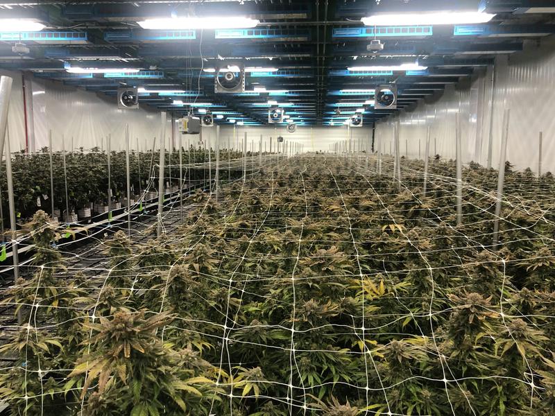 Commentary: Change in indoor cultivation rules will be huge for small cannabis farms