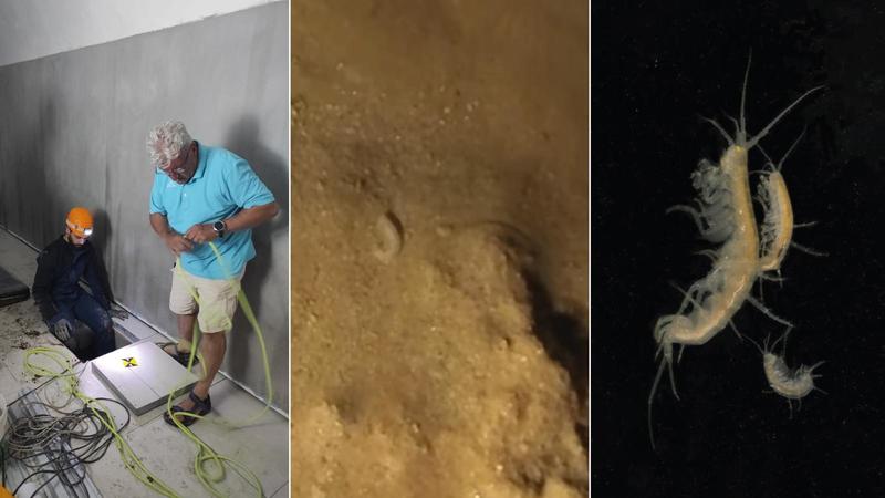 Scoperti crostacei nei sotterranei di Urbino