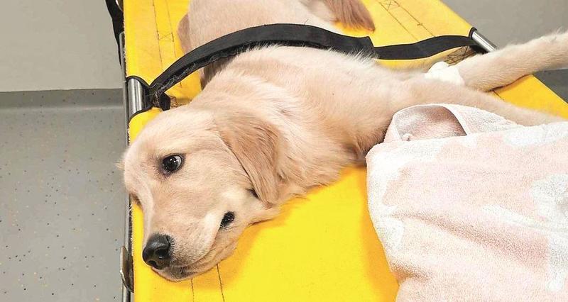 Livorno, travolta sulle strisce con la sua cagnolina: ferita una 28enne, Dakota è gravissima
