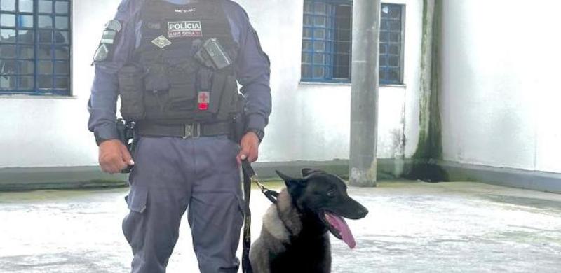 Melhor cão farejador da PM encontra drogas escondidas em fruta e até botijão