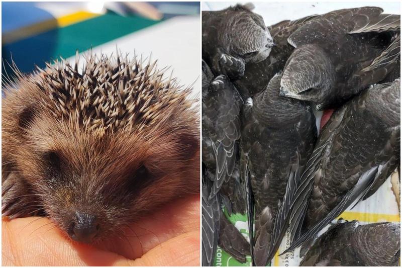 Il caldo e gli animali selvatici. “Volatili e ricci i più a rischio, arrivano da noi già disidratati”