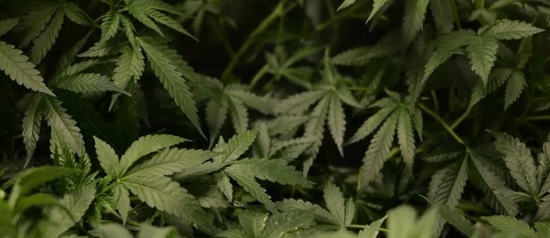 DANIEL MCCARTHY: Just Say No To More Marijuana