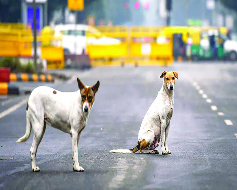 Supreme Court’s Stray Dog Directive Sparks Controversy