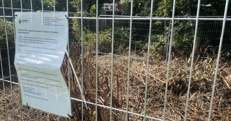 Work to eradicate invasive plant from Norwich meadow could take two years