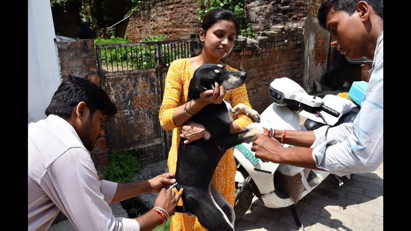 Focus on rabies control, not stray dog population