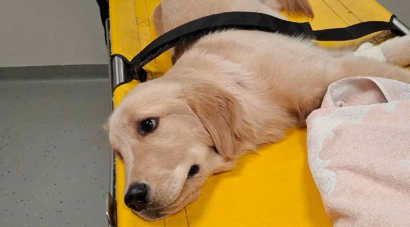 Livorno, cagnolina ancora gravissima dopo l’incidente: «Dakota è stata operata, speriamo ce la faccia»
