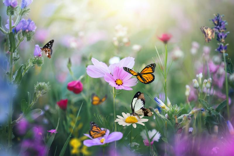 Cultivating for color: The hidden trade-offs between garden aesthetics and pollinator preferences