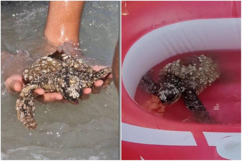 Commozione per la piccola tartaruga salvata dai turisti: “Fragile e malata, speriamo possa rinascere”