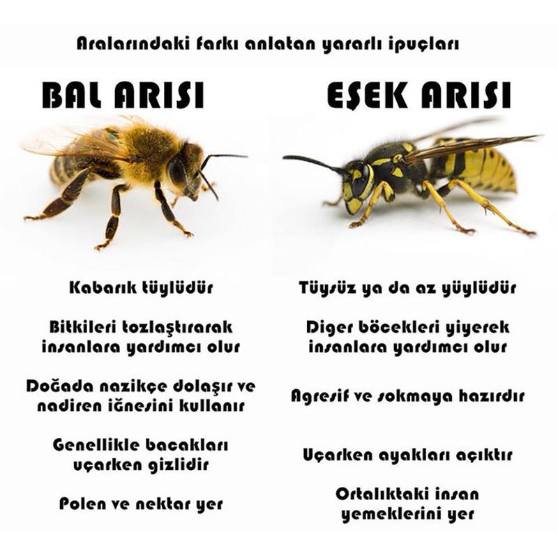 Katil Arılara Dikkat!