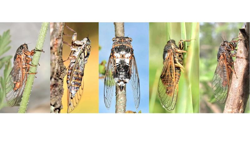Les cigales, des insectes faussement familiers