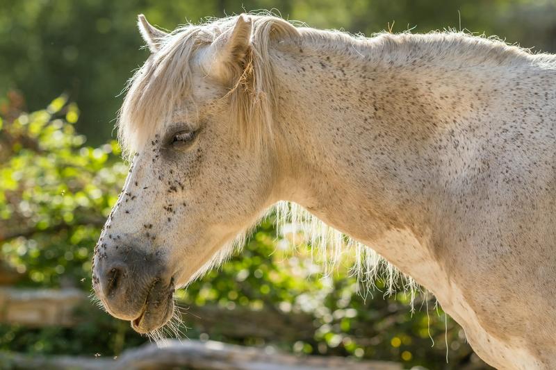 Emerging parasite threats in the UK and Ireland: the role of climate change and pet travel