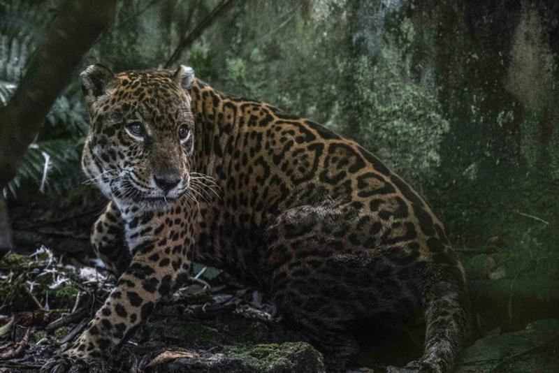 Un refugio para Prince: la historia del rescate de un jaguar que no podrá regresar a la selva en Perú