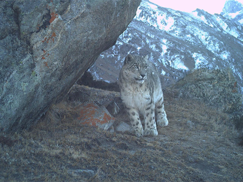 Snow Leopard: ‘Ghost of Himalayas’ found year-round in J&K