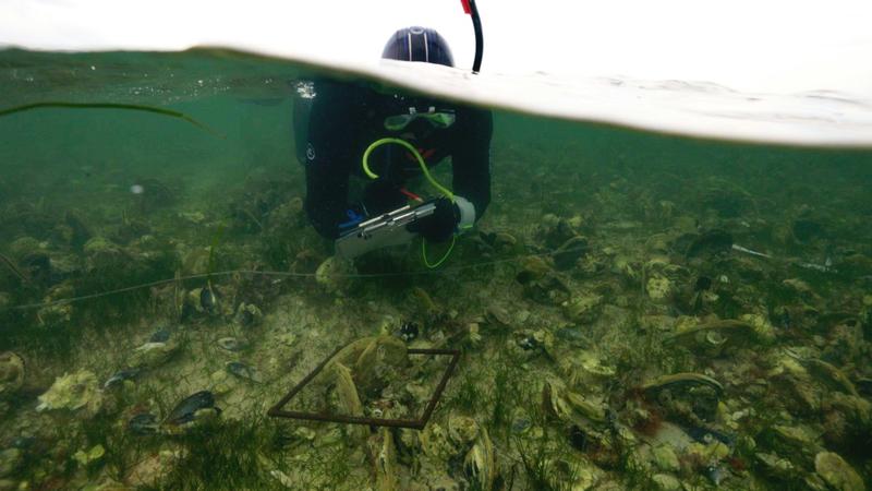 How could we clean up the algal bloom?